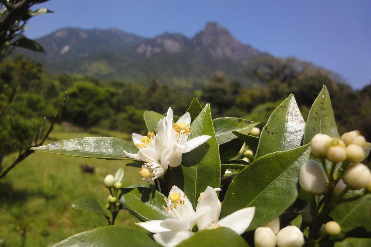 Pension Blue Drop Yakushima  Exterior foto